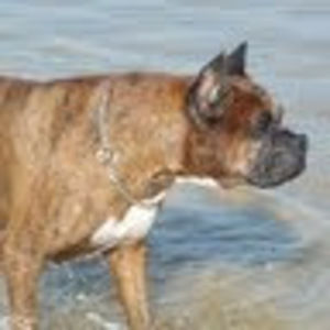 Meet your Posher, Lupe